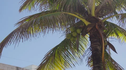 Coconut Palm, Green Coconuts, Blue Sky, Palm Fronds Stockbeeldmateriaal 345020219