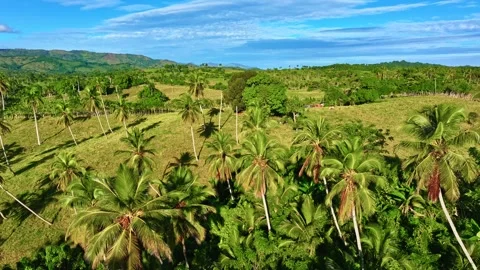 Coconut Palm Grove Stock Footage 326856057