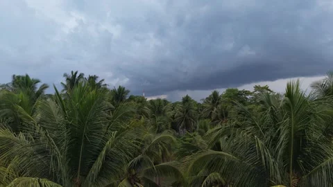 Coconut Palm Grove Under Dark Clouds in Puerto Princesa Stock Footage 346285096