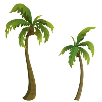 Coconut palm Stock Illustration