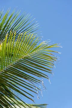 Coconut Palm Leaf and Blue Sky 스톡 사진