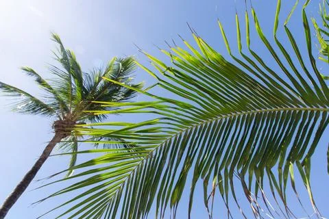 Coconut palm leaf backlit. Foto stock