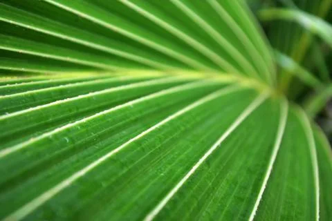 Coconut palm leaf close up background. Stock Photos