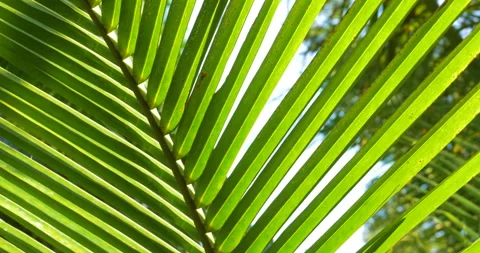 Coconut Palm Leaf Close Up Of Green Lines And Natural Light Patterns Vídeos de archivo 137813053