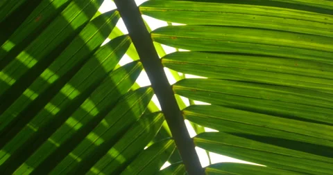 Coconut Palm Leaf Close Up Of Green Lines, Shadows And Natural Patterns Stock Footage 137815507