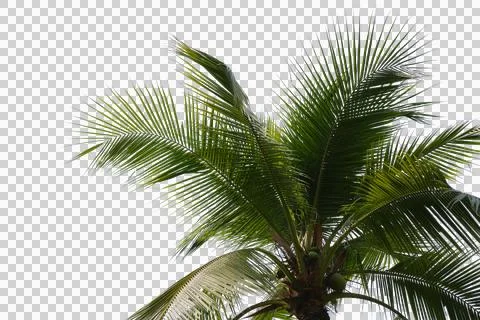 Coconut Palm Leaf isolated transparency background. Stock Illustration