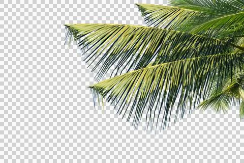 Coconut Palm Leaf isolated transparency background. Foto stock
