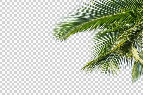 Coconut Palm Leaf isolated transparency background. 스톡 사진