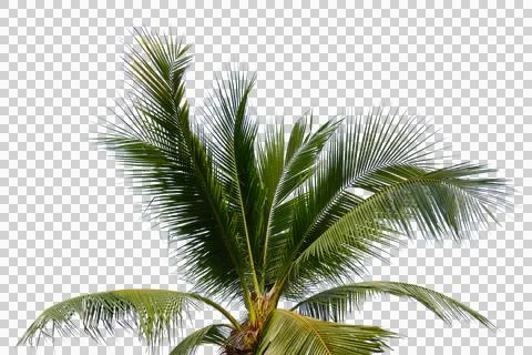 Coconut Palm Leaf isolated transparency background. 스톡 사진