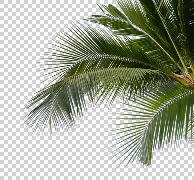 Coconut Palm Leaf isolated transparency background. Foto stock
