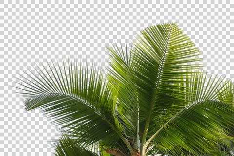 Coconut Palm Leaf isolated transparency background. Fotos Stock