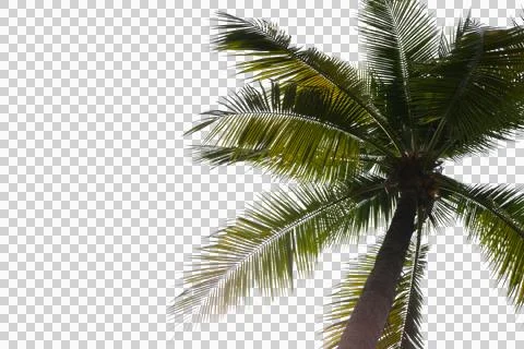 Coconut Palm Leaf isolated transparency background. 스톡 사진