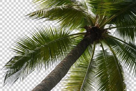 Coconut Palm Leaf isolated transparency background. Stock Photos