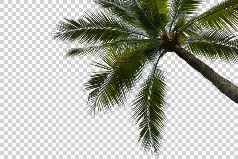 Coconut Palm Leaf isolated transparency background. 스톡 사진