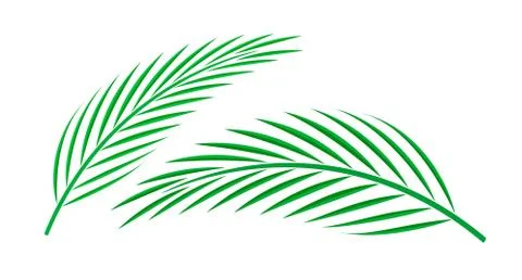 Coconut palm leaf isolated on white background, coconut stem, clip art of pla Illustrazione stock