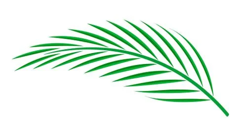 Coconut palm leaf isolated on white background, coconut stem, clip art of pla 스톡 일러스트