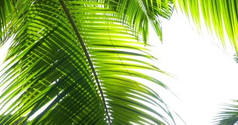 Coconut Palm Leaf Patterns Sunny Lite And Pan Through To Trunk And Leafs Vídeos de archivo 137787543