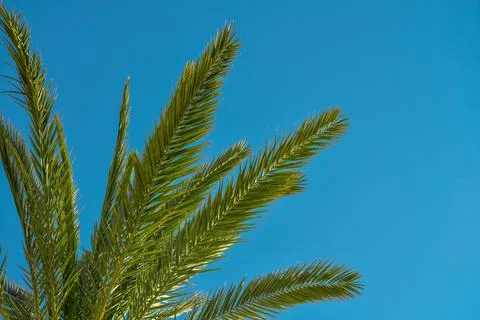 Coconut palm leaf Stock Photos