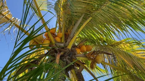 Coconut palm leaf swaying in the wind with sun light on the blue sky background. Stock Footage 164061971