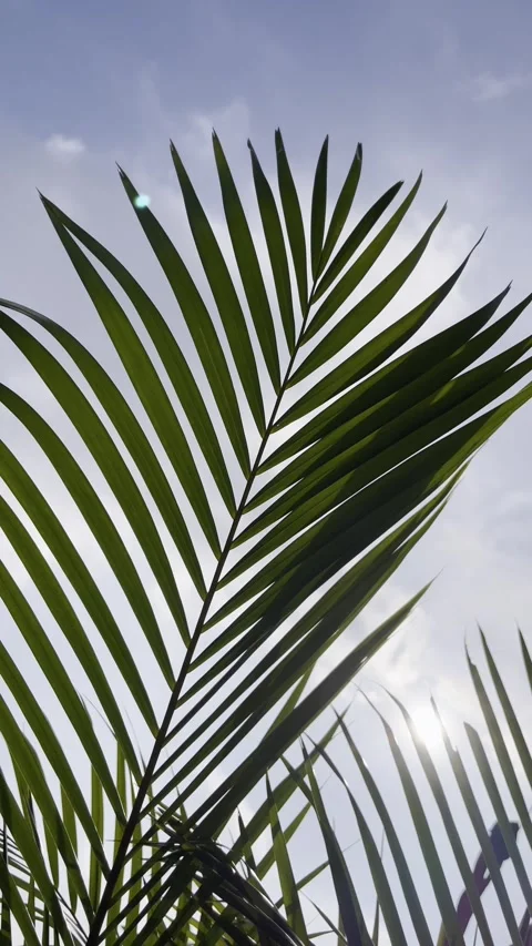 Coconut palm leaf swaying in the wind against sun light and blue sky Vídeos de archivo 302224178