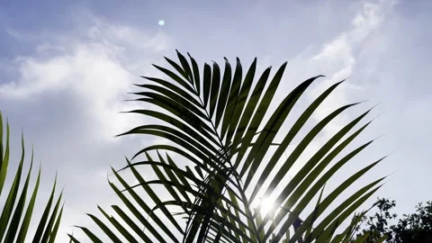 Coconut palm leaf swaying in the wind against sun light and blue sky Stock Footage 302224188