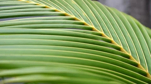 Coconut Palm leafs in green color Stock Footage 157498155