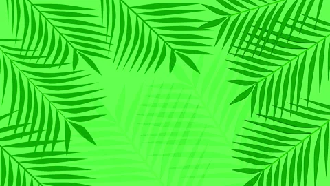 Coconut palm leaves, border, frame, background. Copy space. Green background. Stock Footage 137527774