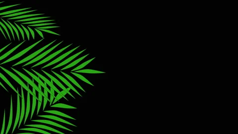 Coconut palm leaves, border, frame, back... | Stock Video | Pond5