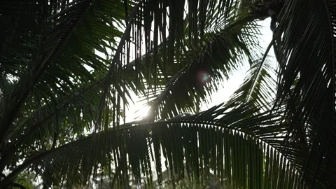 Coconut palm leaves captured from low angle showing layered fronds overlapping Stock Footage 307697109