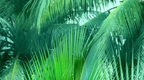 Coconut Palm Leaves Stock Footage 56446882