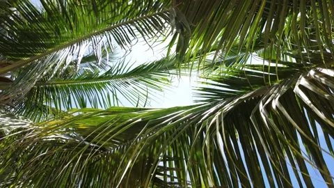 Coconut Palm Leaves Stock Footage 320045192