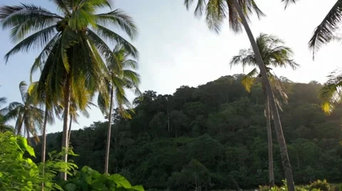 Coconut palm leaves swaying in the wind Stock Footage 51091753