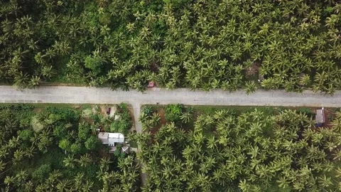 Coconut Palm Lined Road in the Philippines - Aerial Drone Shot Stock Footage 137778003
