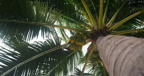 Coconut palm, low angle view. Unripe green growing coconuts, beginning of season Stock Footage 259996357