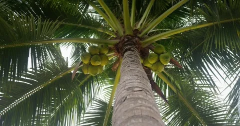 Coconut palm, low angle view. Tropical plants on resort tourist island for Stock Footage 260232244