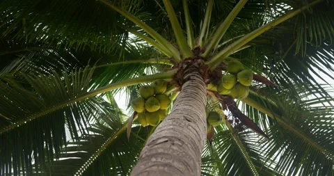 Coconut palm, low angle view. Tall, long palm tree with leaves spread wide Stock-Footage 260479703