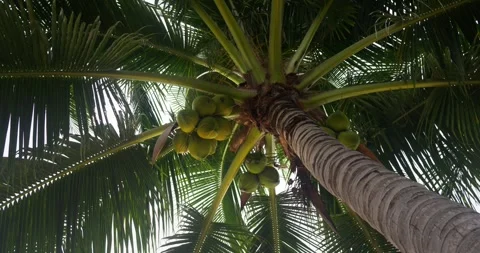 Coconut palm, low angle view. Growing green unripe coconuts at very top of palm Stock Footage 260725989