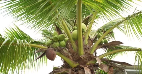 Coconut palm, low angle view. Stock Footage 277100997