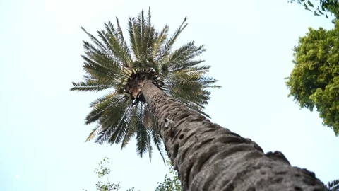 Coconut palm, low angle view. Tropical plants Stock Footage 289538269
