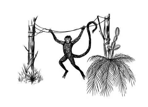 Coconut palm. Monkey jumping on branches. Tropical trees exotic plants. Phoenix Stockillustratie