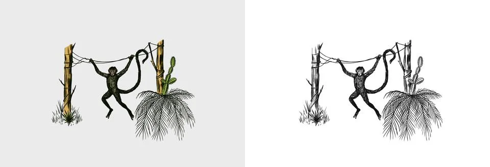 Coconut palm. Monkey jumping on branches. Tropical trees exotic plants. Phoenix Stockillustratie