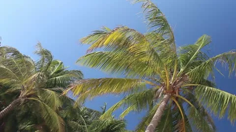 Coconut palm over the sky Stock Footage 12427600