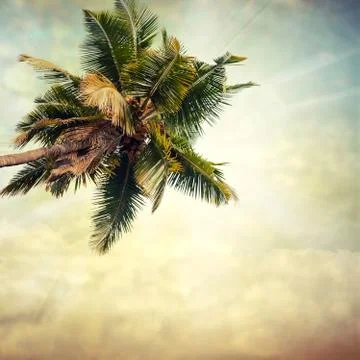 Coconut palm Stock Photos