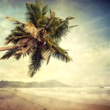 Coconut palm Stock Photos