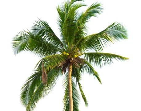 Coconut palm Stock Photos