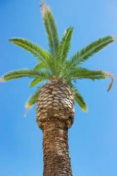 Coconut palm Stock Photos