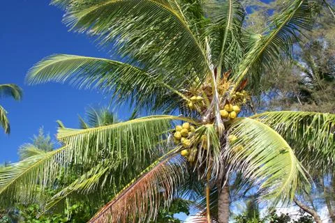 Coconut palm Stock Photos