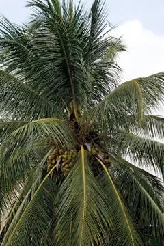 Coconut Palm Foto stock