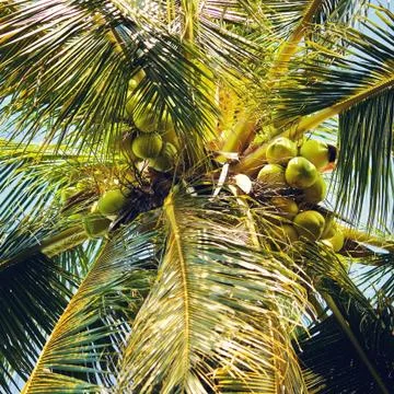 Coconut Palm Foto stock