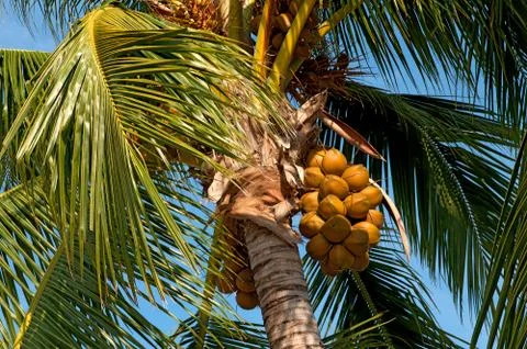 Coconut palm Stock Photos